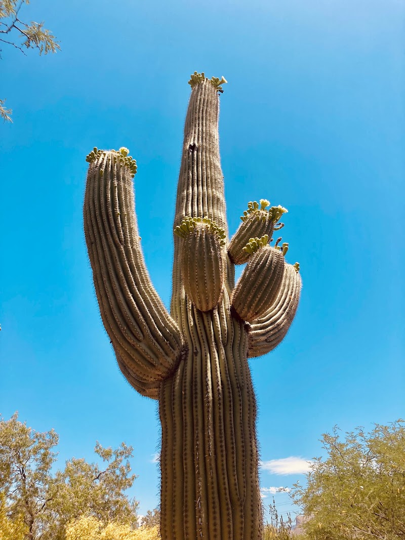 Tucson Girls Chorus (Venue: St. Mark's United Methodist Church)